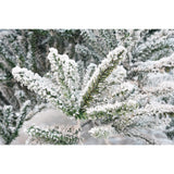 Brad Artificial de Craciun, Vivimall, 2.10 m inaltime, Verde, Pulverizat alb-tip zapada, Diametru inferior 130 cm, Interior/ Exterior - vivimall.ro