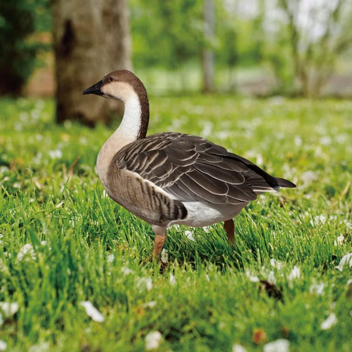 Kerti dekorációs vadliba plakett | NaturDecor